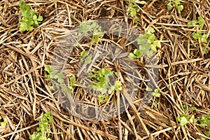 young coriander sapling growing from soil that have dry straw cover it in garden, countryside of Thailand