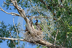 Young cormorants at nest on Danube delta photo
