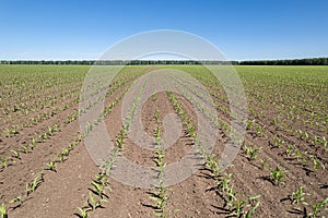 Young corn, agriculture plant field. Fresh corn field. Farm cornfield. Agriculture concept