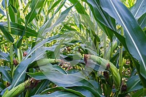 Young corn cobs in the field. maturity phase