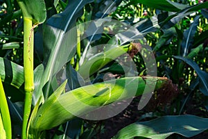 Young corn cobs in the field. maturity phase