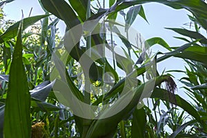 Young corn cobs in the field. maturity phase