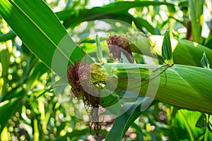 Young corn cobs in the field. maturity phase