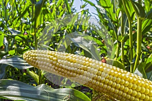 Young corn cobs in the field. maturity phase