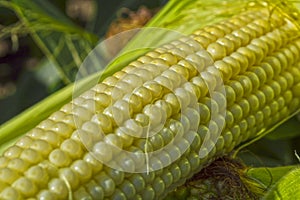 Young corn cobs in the field. maturity phase
