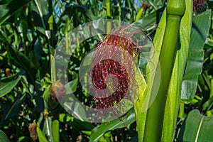 Young corn cobs in the field. maturity phase