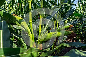 Young corn cobs in the field. maturity phase