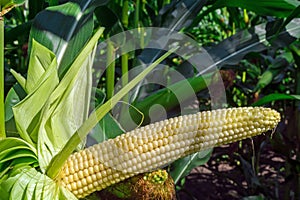 Young corn cobs in the field. maturity phase