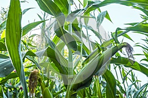 Young corn cobs in the field. maturity phase