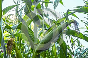 Young corn cobs in the field. maturity phase