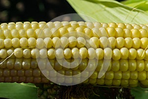 Young corn cobs in the field. maturity phase