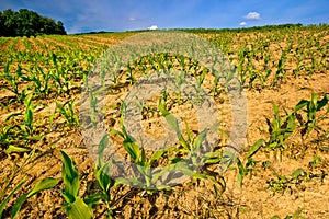 Young corn crop springtime view