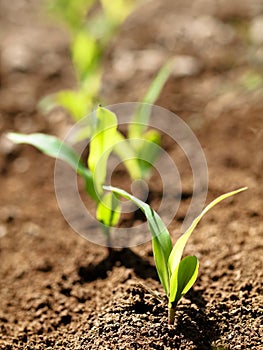 Young corn crops stalk photo