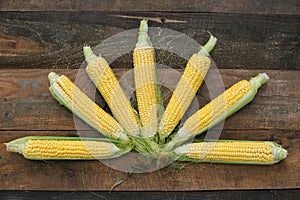 Young corn dairy ripeness, food varieties grown on an ecological farm