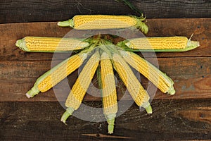 Young corn dairy ripeness, food varieties grown on ecological farm