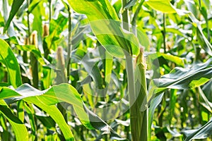 Young corn with sunlight.