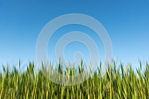 Young corn field with clear blue sky