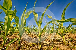 Young corn field crop view