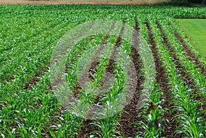 Young corn field
