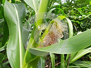 Young Corn Fruit in This Plant.