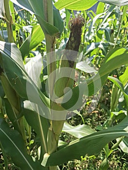 Young corn fruit on the tree