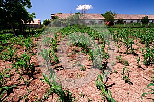 Young corn green plants in the spring season in kitchen garden