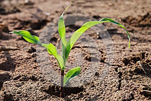 young corn growing on field and morning