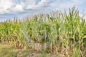 Young corn growing during the summer