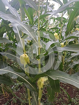 young corn growing on a tree