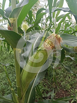 young corn growing on a tree
