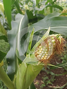 young corn growing on a tree