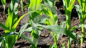 Young corn leaves in a field covered with large drops of water after rain