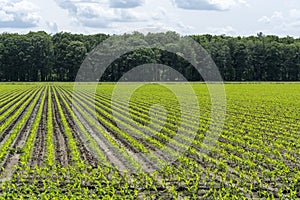 Giovane dolce impianti crescente sul agricoltura campo 