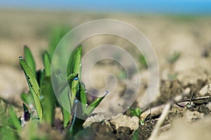 Young corn plant 001-130509