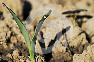 Young corn plant 005-130509