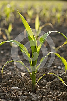 Young Corn plant