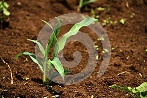 Young corn plant