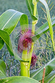 Young corn plant with growing corn inside of an agricultural farm close up shot