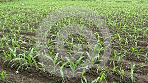 The young corn plant is in its infancy, fresh green leaves are planted in the field