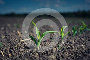 a young corn plant, on a patch of field lit by the sun