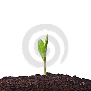 Young corn plant sprout