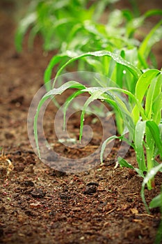 Young corn plants