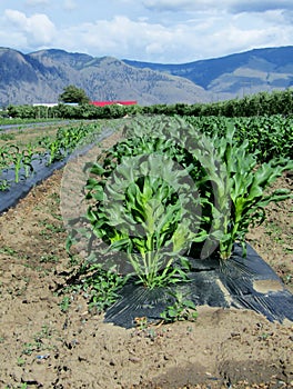 Young corn plants with black LDPE plastic mulch layer Okanagan Valley  BC  Canada