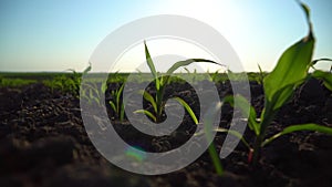 Young corn plants close up. Seeding corn in field of organic farm on sunny background. Beautiful growing plant corn background.