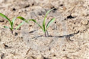 Young corn plants close up