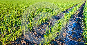 Young corn plants in converging rows