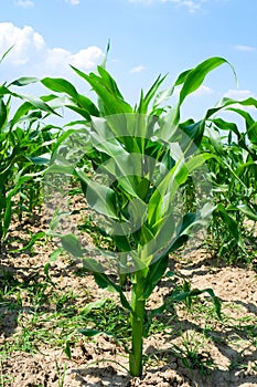 Young corn