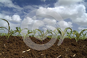 Young corn plants field