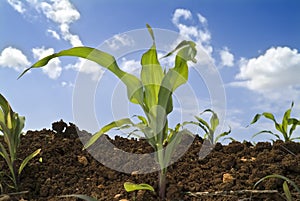 Young corn plants field