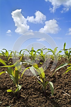 Young corn plants field